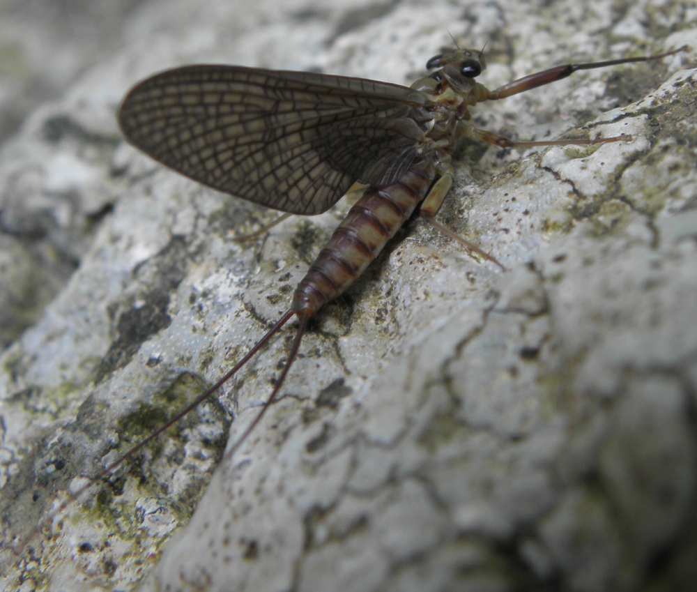 Electrogena hyblaea dalla Sicilia